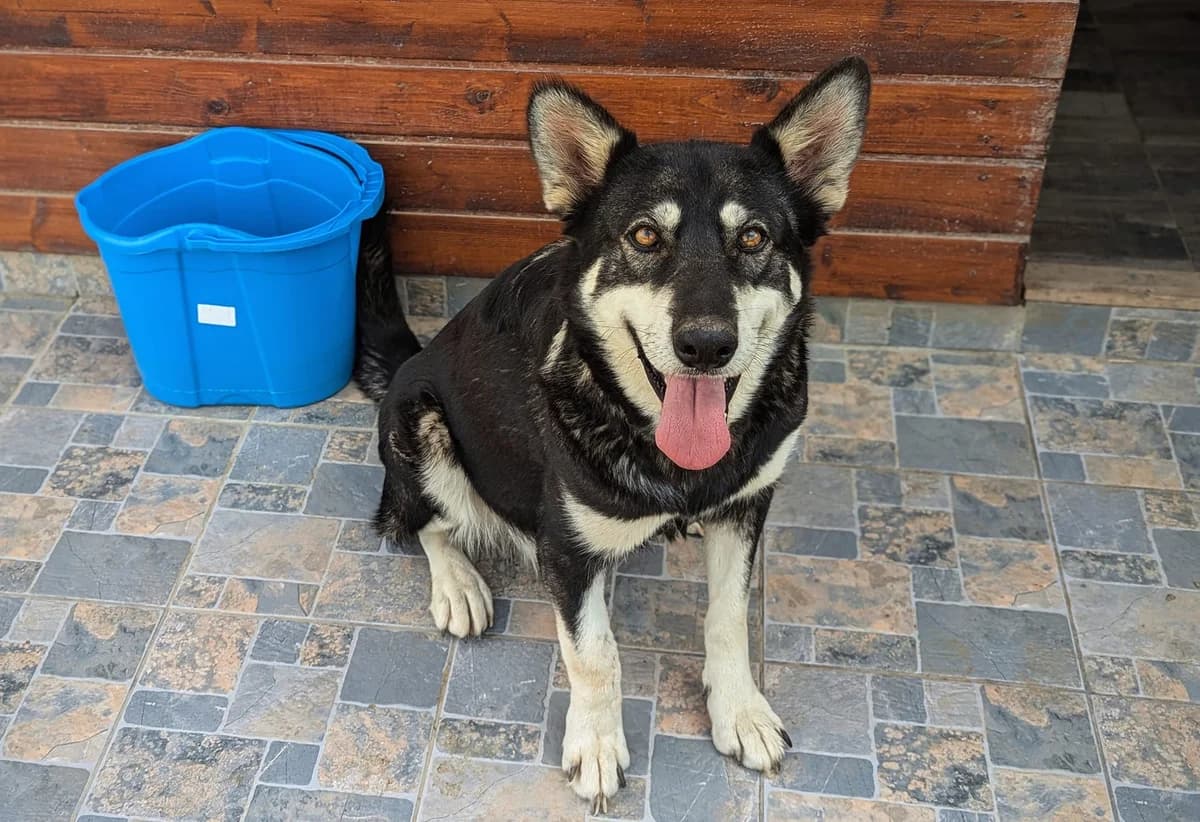 Gutemine, female 6yo Mixed Breed for adoption at Ein Herz für Streuner e.V., München