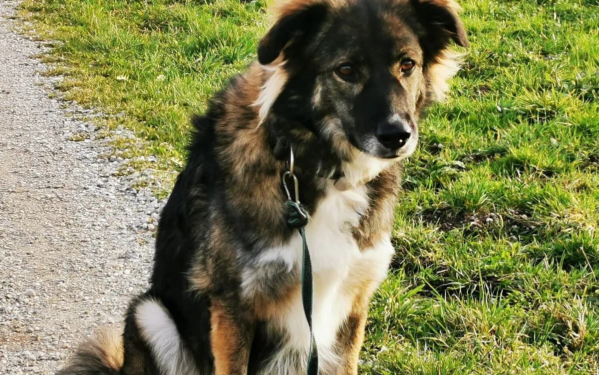 Gwendoline, female 3yo Mixed Breed for adoption at Ein Herz für Streuner e.V., München