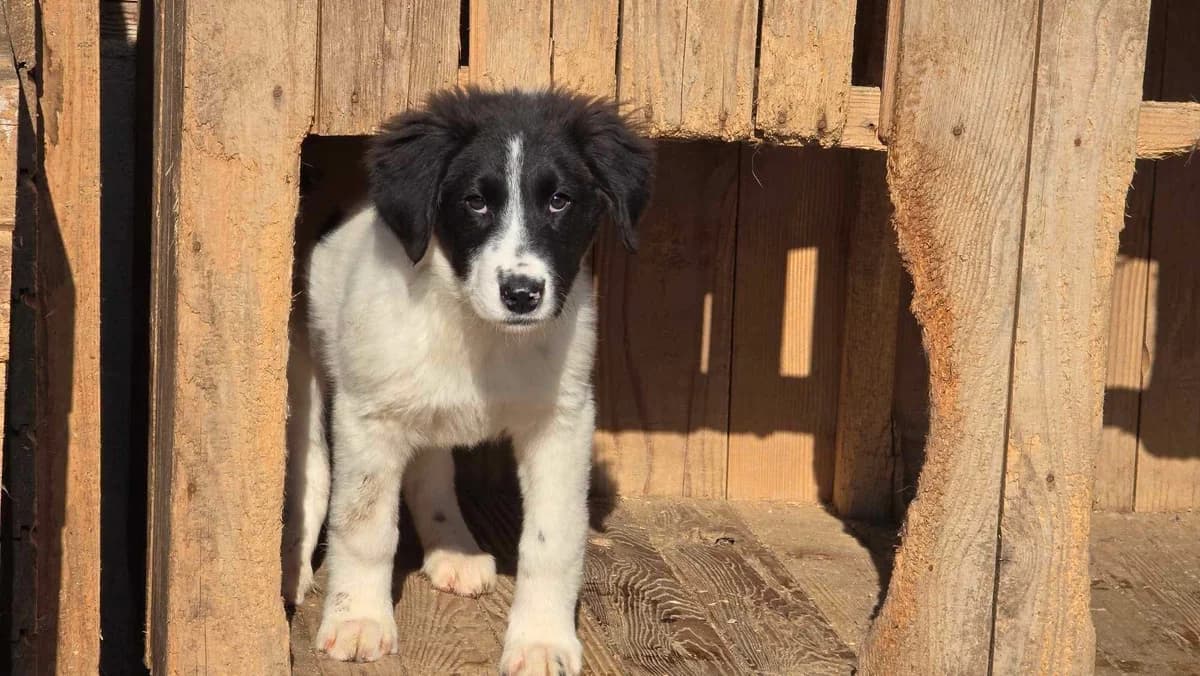 Gylfi, male puppy Mixed Breed for adoption at Ein Herz für Streuner e.V., München