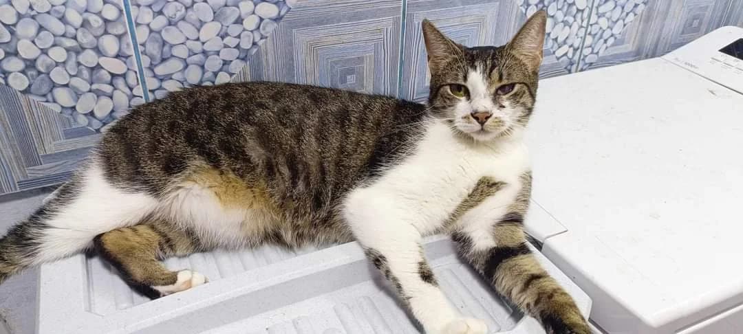 Gypsy, female 5yo Mixed Breed for adoption at Ein Herz für Streuner e.V., München