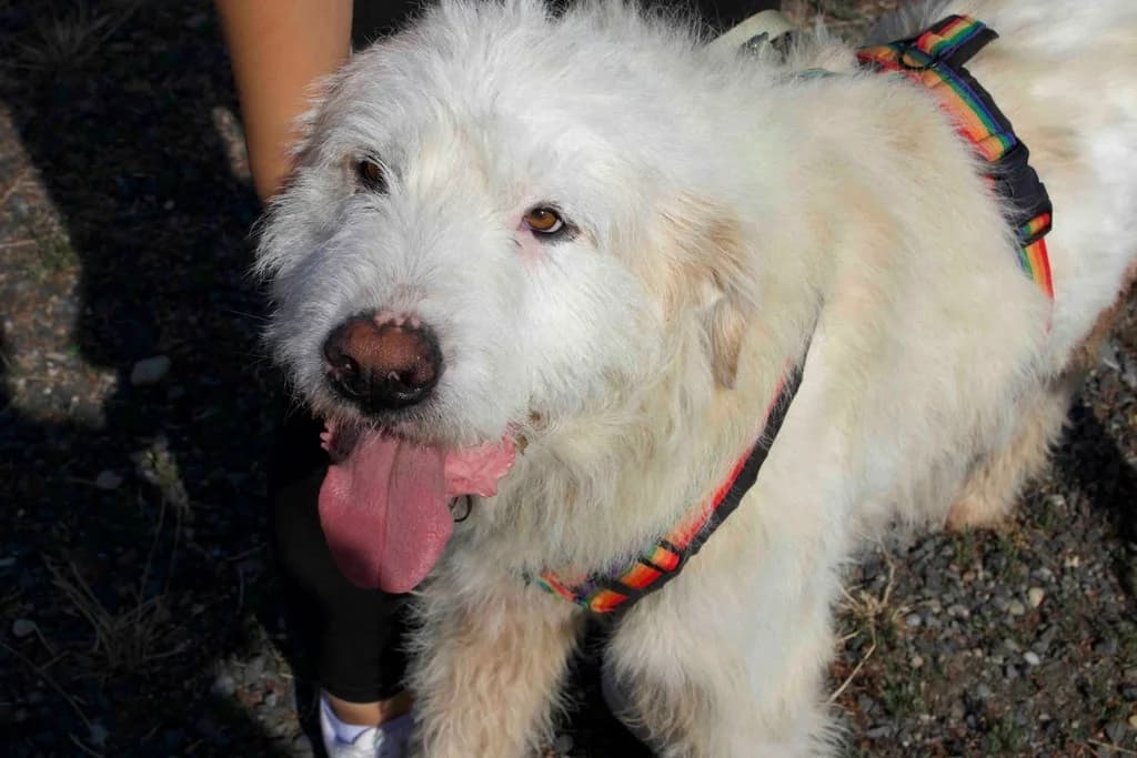 Haaland, weiß male senior Mixed Breed for adoption at Ein Herz für Streuner e.V., München