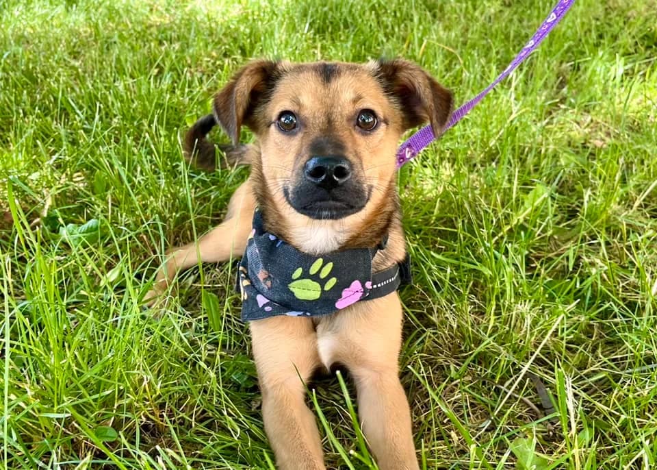 Habibi, female puppy Mixed Breed for adoption at Ein Herz für Streuner e.V., München
