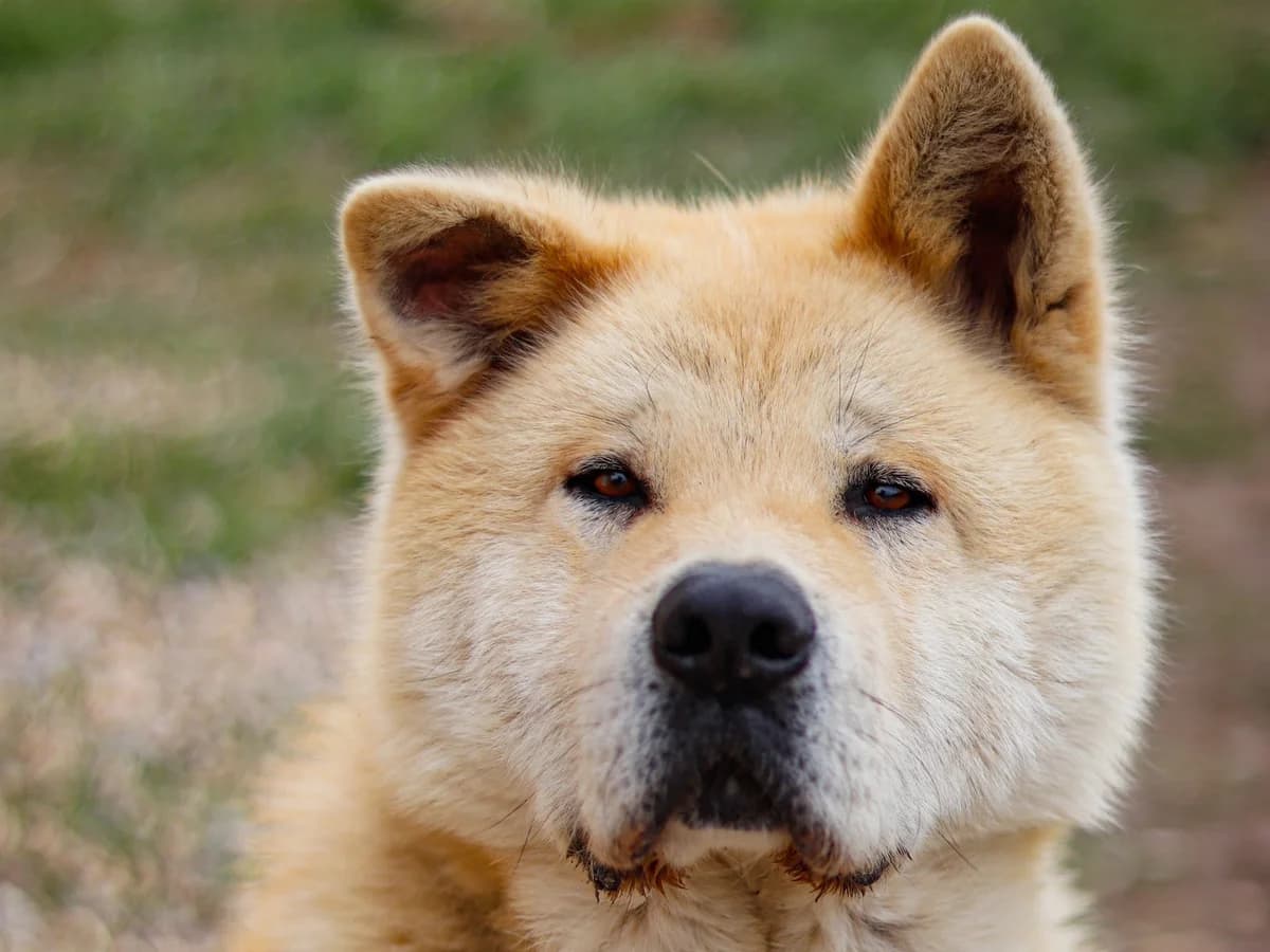 Hachiko, male 5yo Mixed Breed for adoption at Ein Herz für Streuner e.V., München