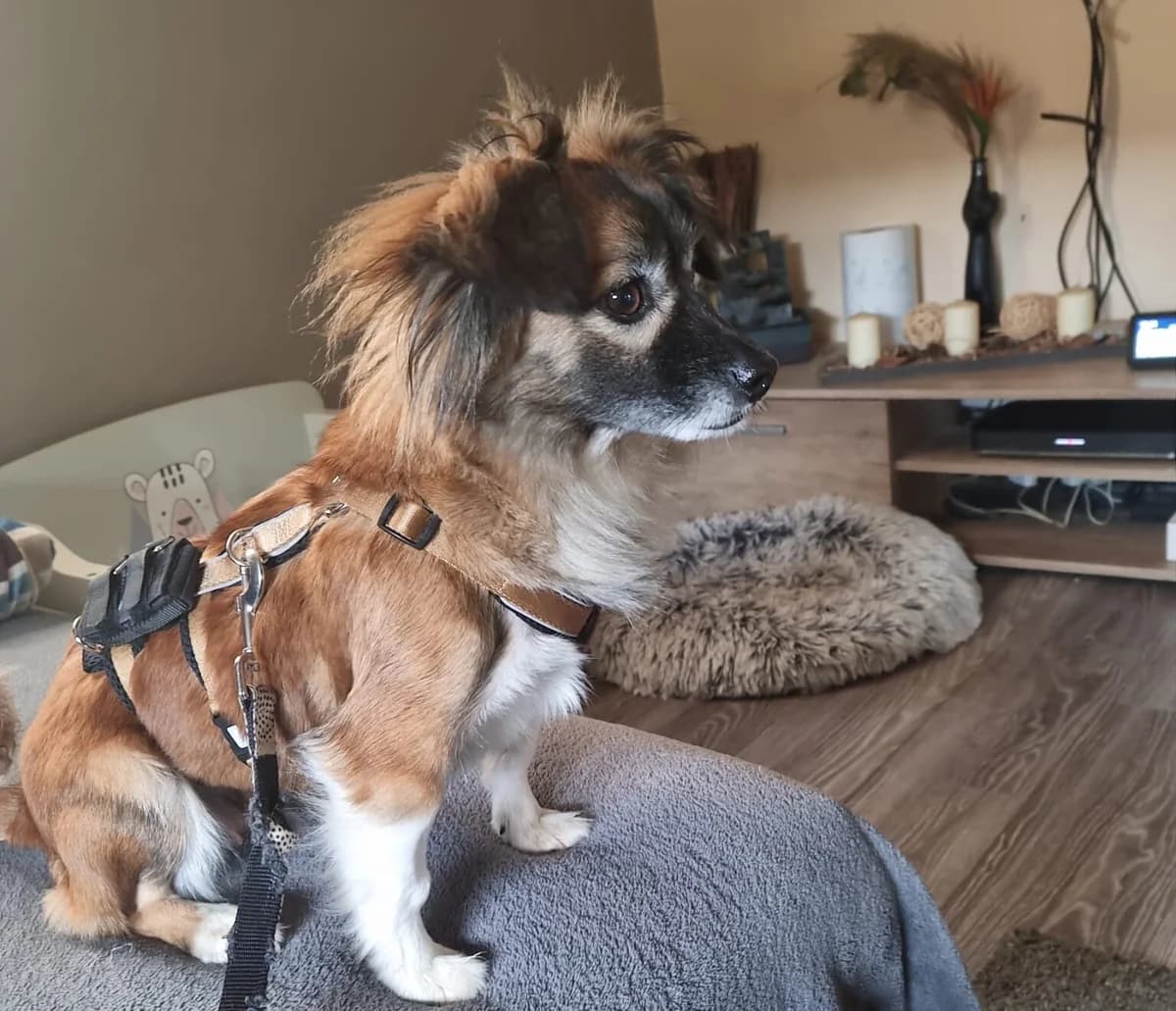Hada, female 3yo Mixed Breed for adoption at Ein Herz für Streuner e.V., München