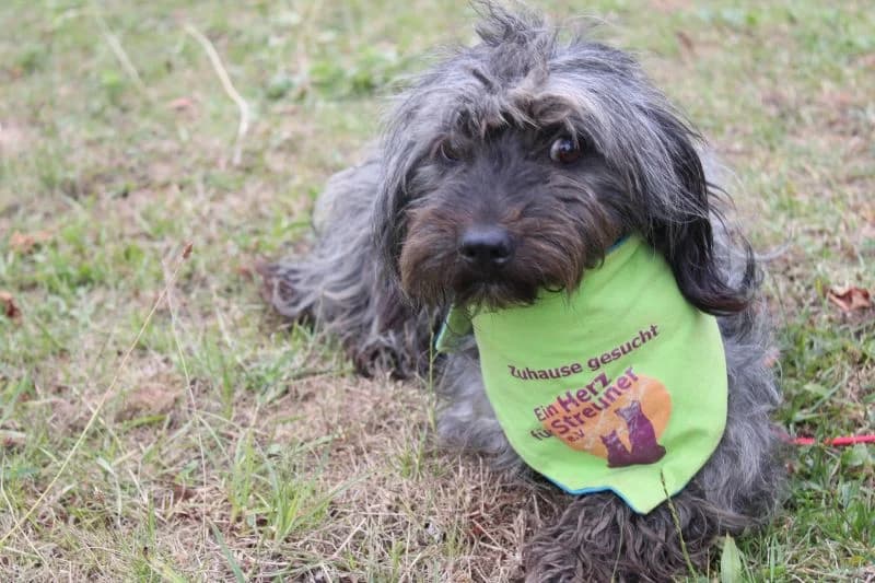 Hagrid, male 5yo Mixed Breed for adoption at Ein Herz für Streuner e.V., München