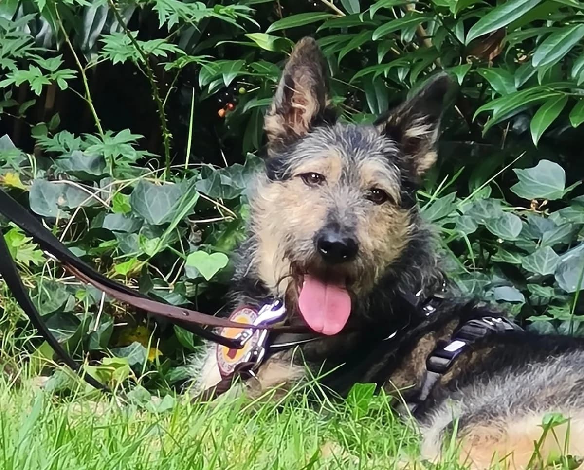 Hailey, female young Mixed Breed for adoption at Ein Herz für Streuner e.V., München