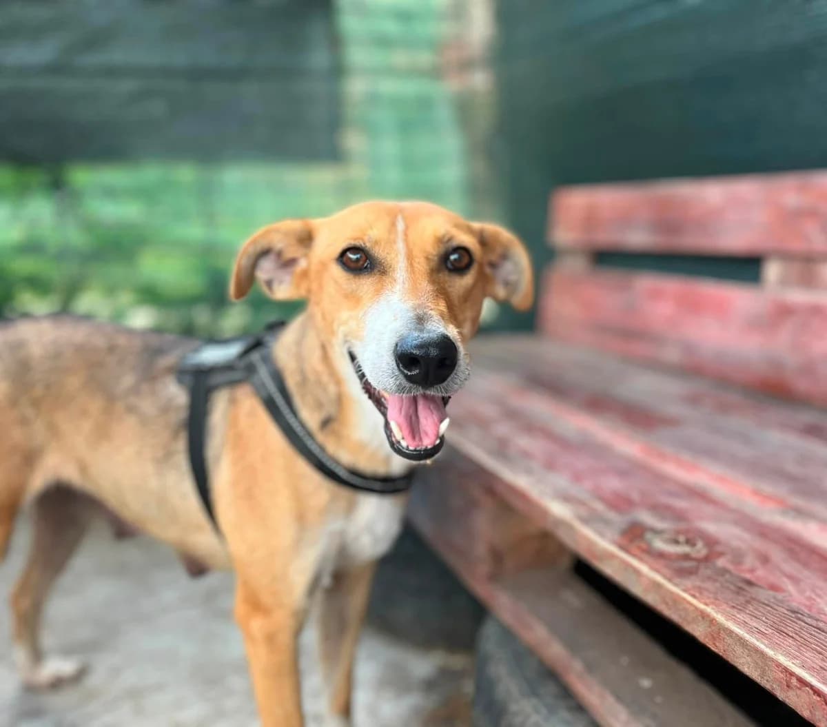 Haily, female 5yo Mixed Breed for adoption at Ein Herz für Streuner e.V., München