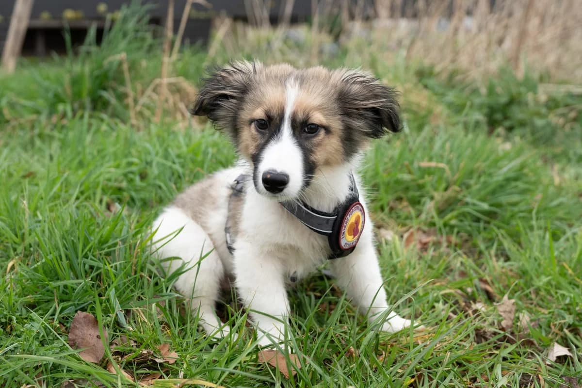 Hajo, male puppy Mixed Breed for adoption at Ein Herz für Streuner e.V., München