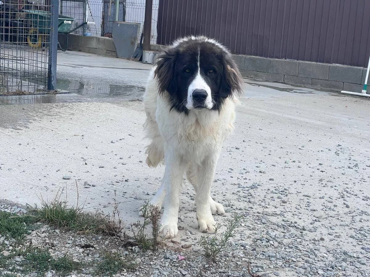Hajo, male 3yo Mixed Breed for adoption at Ein Herz für Streuner e.V., München