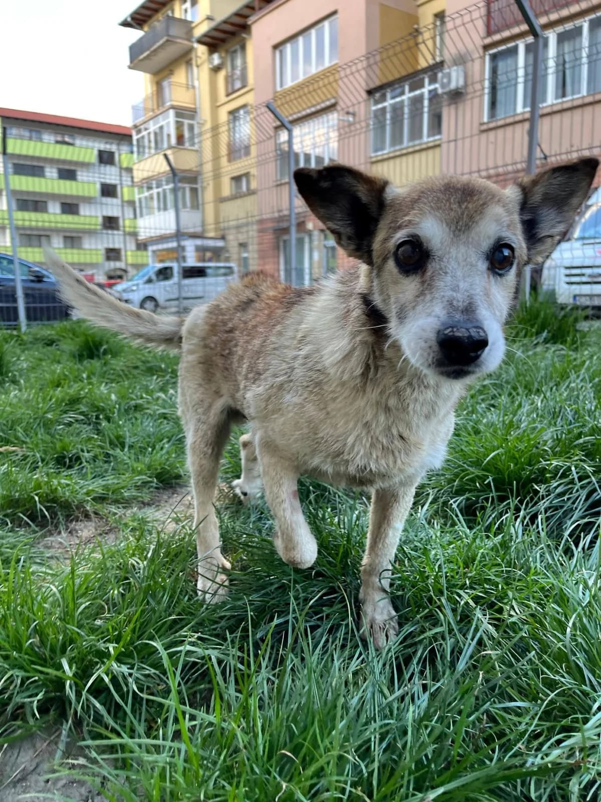 Haku, male senior Mixed Breed for adoption at Ein Herz für Streuner e.V., München