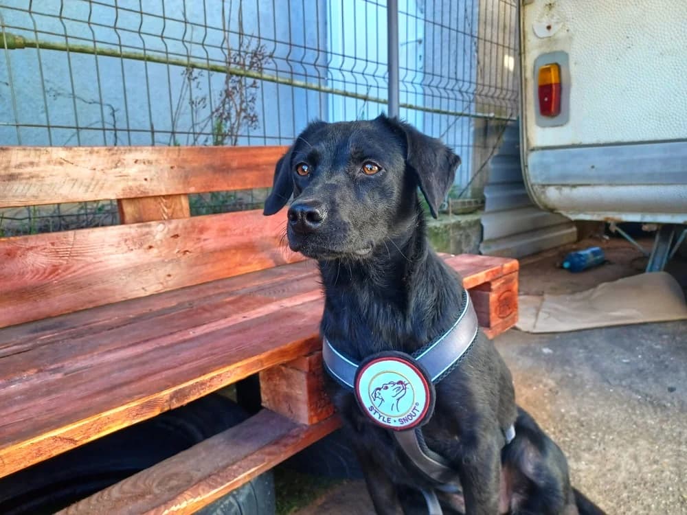 Hakuna Matata, female puppy Mixed Breed for adoption at Ein Herz für Streuner e.V., München