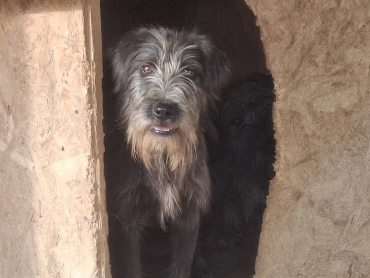 Haldir, male 5yo Mixed Breed for adoption at Ein Herz für Streuner e.V., München
