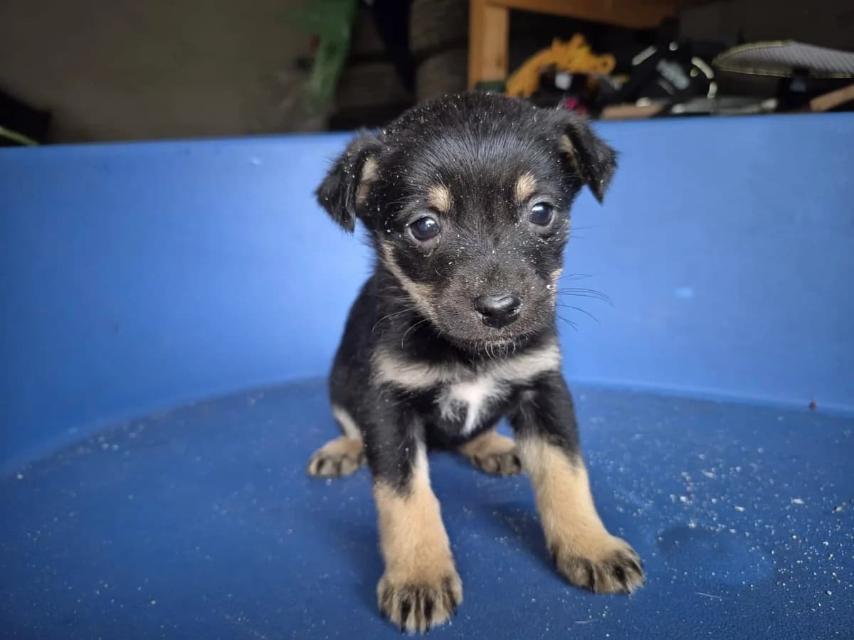 Haley, schwarz female puppy Mixed Breed for adoption at Ein Herz für Streuner e.V., München