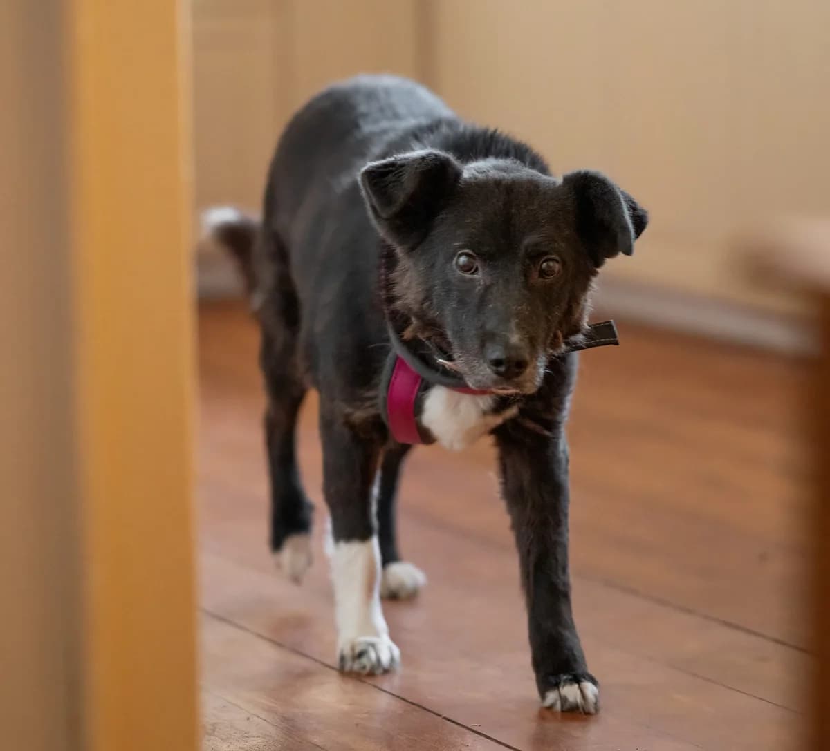 Halona, female senior Mixed Breed for adoption at Ein Herz für Streuner e.V., München