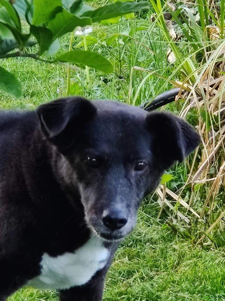 Halona, female senior Mixed Breed for adoption at Ein Herz für Streuner e.V., München