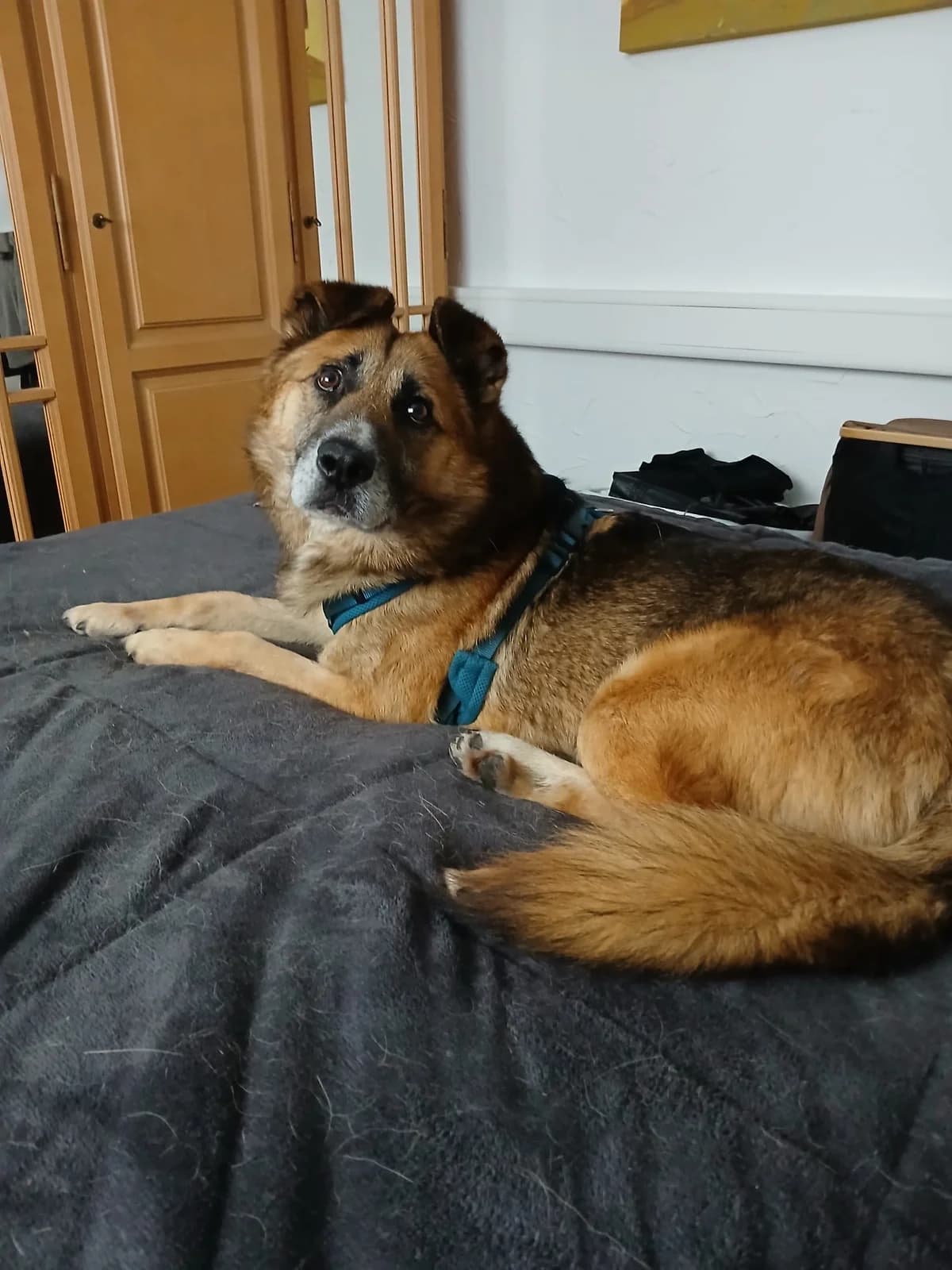 Halvar, male 7yo Mixed Breed for adoption at Ein Herz für Streuner e.V., München