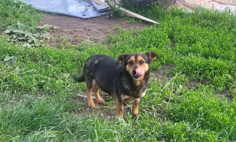 Hamlet, male young Mixed Breed for adoption at Ein Herz für Streuner e.V., München