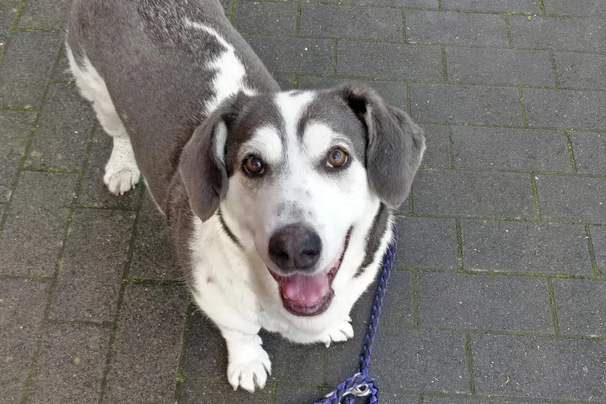 Hampi, male senior Mixed Breed for adoption at Ein Herz für Streuner e.V., München