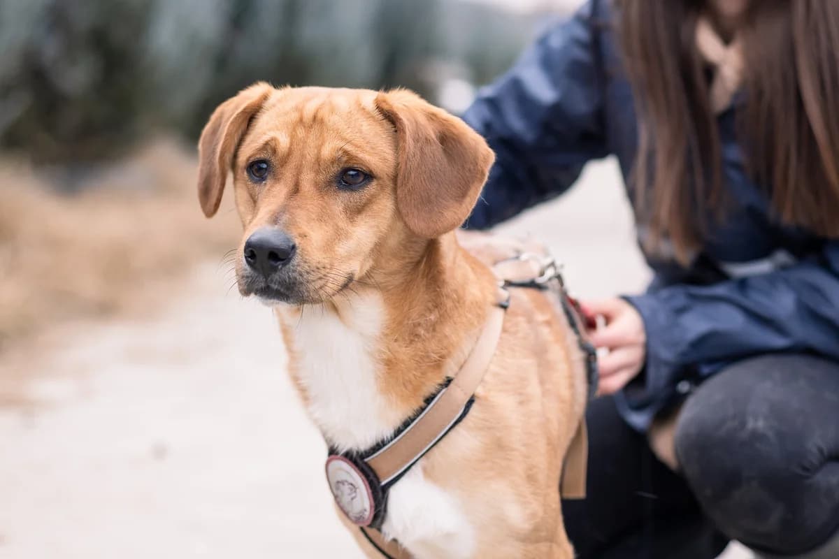 Hamza, weiß male 5yo Mixed Breed for adoption at Ein Herz für Streuner e.V., München