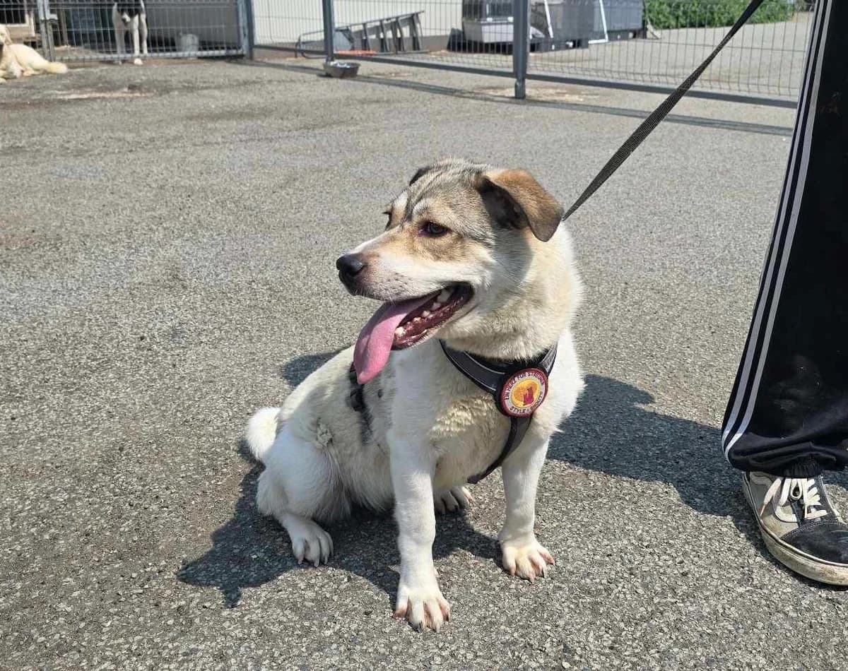 Hanja, beige female 4yo Mixed Breed for adoption at Ein Herz für Streuner e.V., München