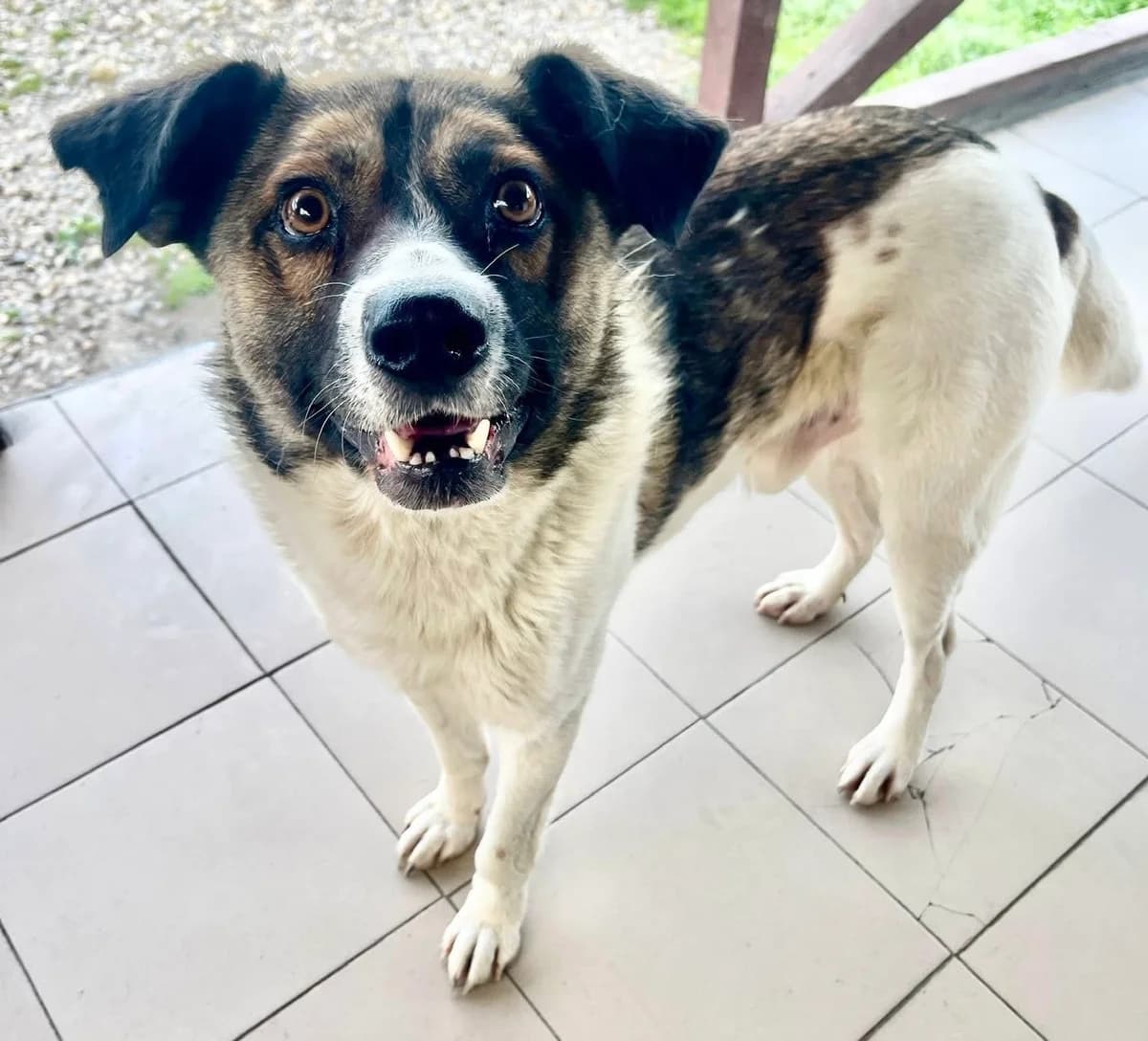 Hank, weiß male 5yo Mixed Breed for adoption at Ein Herz für Streuner e.V., München