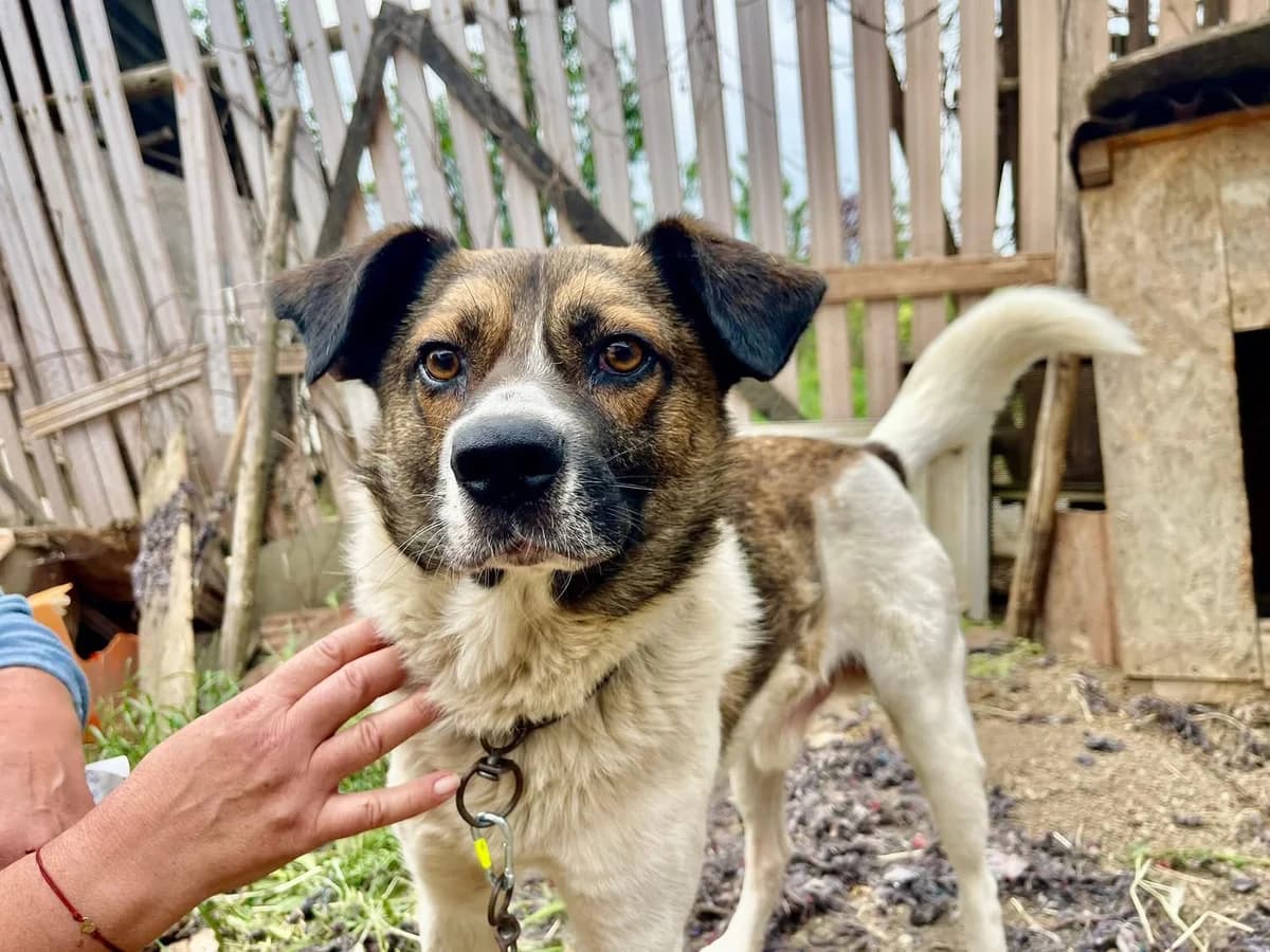 Hank, weiß male 5yo Mixed Breed for adoption at Ein Herz für Streuner e.V., München