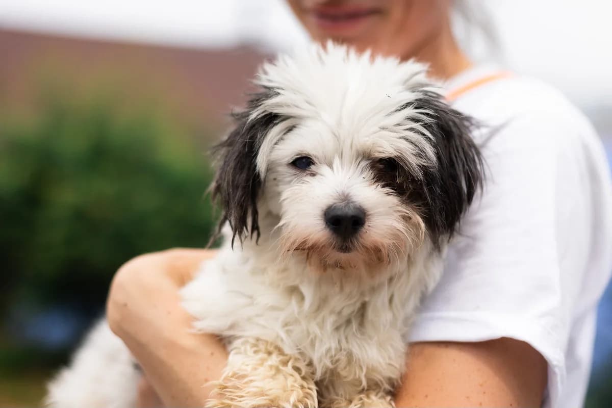 Hankala, female 5yo Mixed Breed for adoption at Ein Herz für Streuner e.V., München