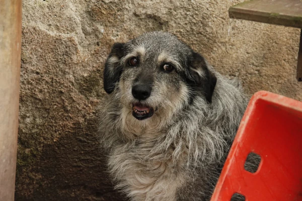 Hanna, female senior Mixed Breed for adoption at Ein Herz für Streuner e.V., München