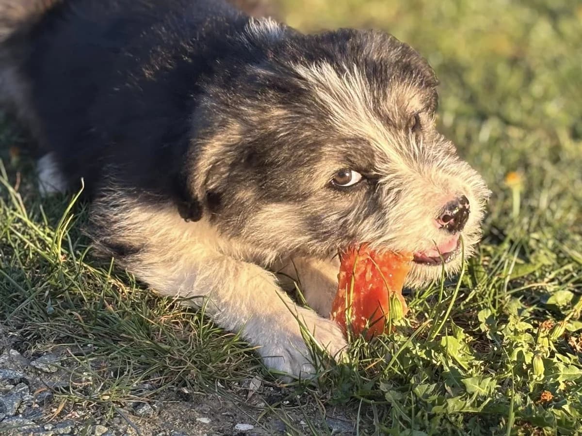 Hanna, female puppy Mixed Breed for adoption at Ein Herz für Streuner e.V., München
