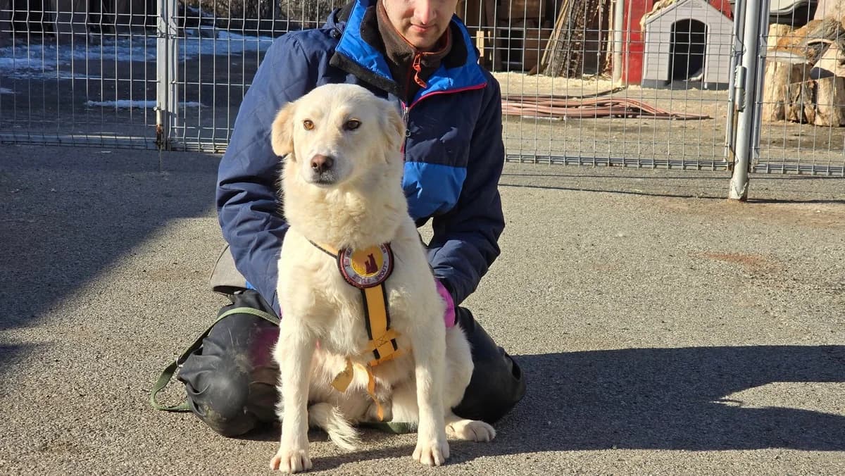Hanna, beige female 5yo Mixed Breed for adoption at Ein Herz für Streuner e.V., München