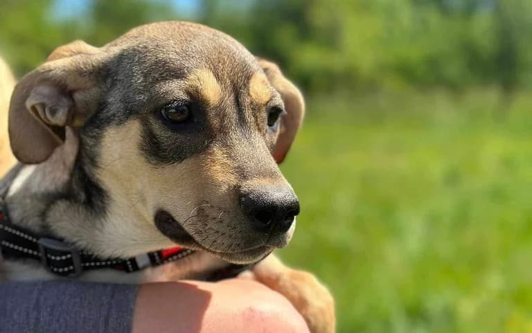 Hannah, grau female puppy Mixed Breed for adoption at Ein Herz für Streuner e.V., München