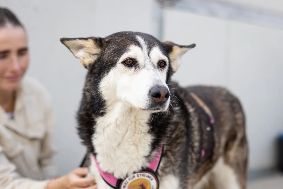 Hanne, schwarz female senior Mixed Breed for adoption at Ein Herz für Streuner e.V., München