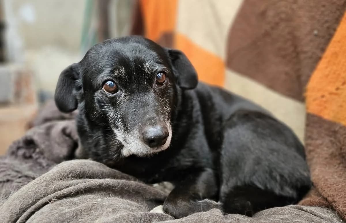 Hanne, female senior Mixed Breed for adoption at Ein Herz für Streuner e.V., München