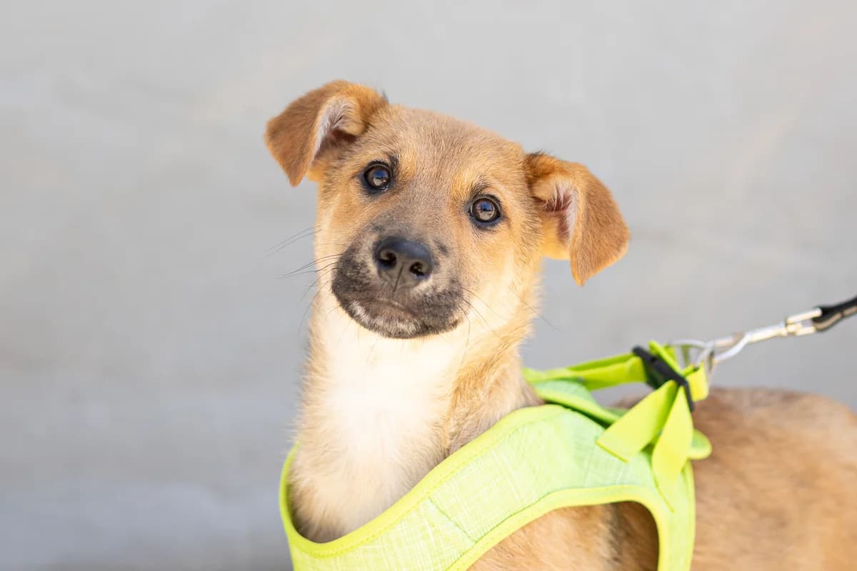 Hannes, weiß male puppy Mixed Breed for adoption at Ein Herz für Streuner e.V., München
