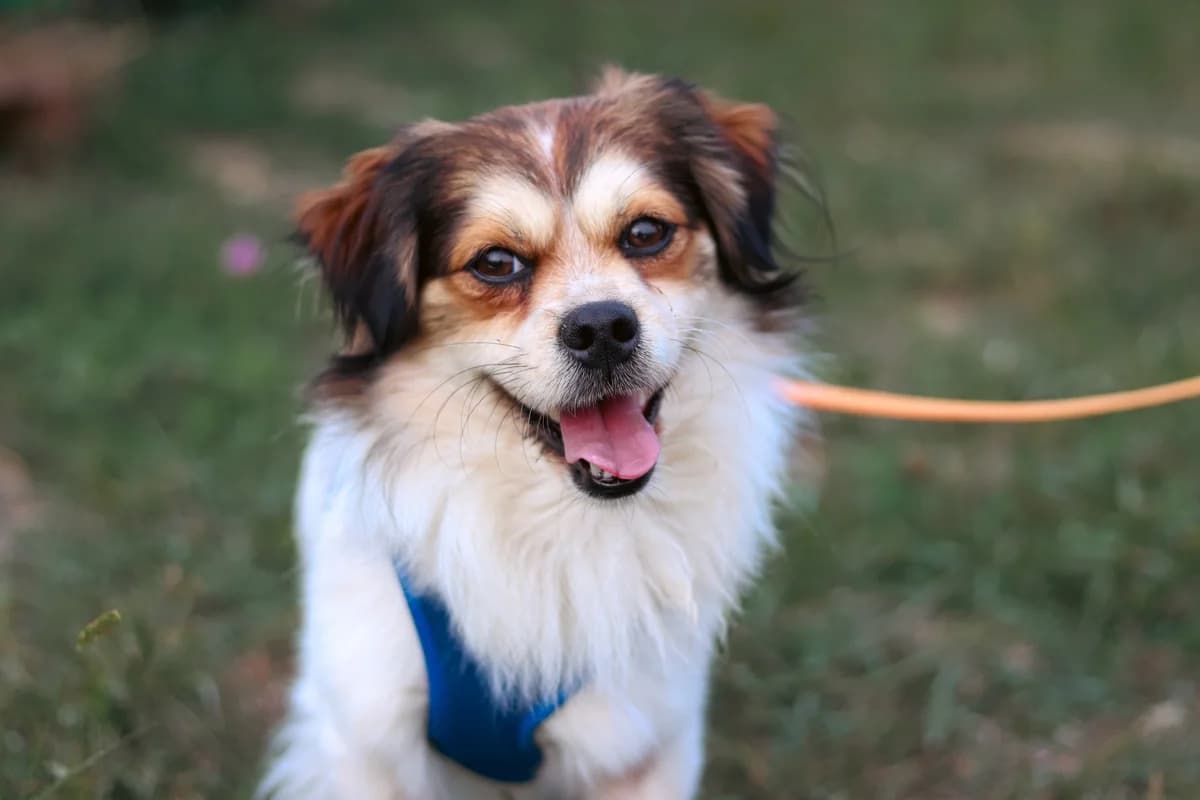 Hannes, male young Mixed Breed for adoption at Ein Herz für Streuner e.V., München