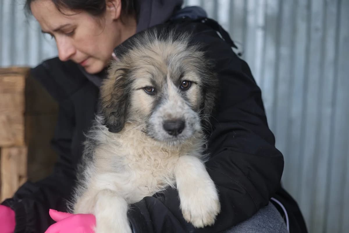 Hannes, puppy Mixed Breed for adoption at Ein Herz für Streuner e.V., München
