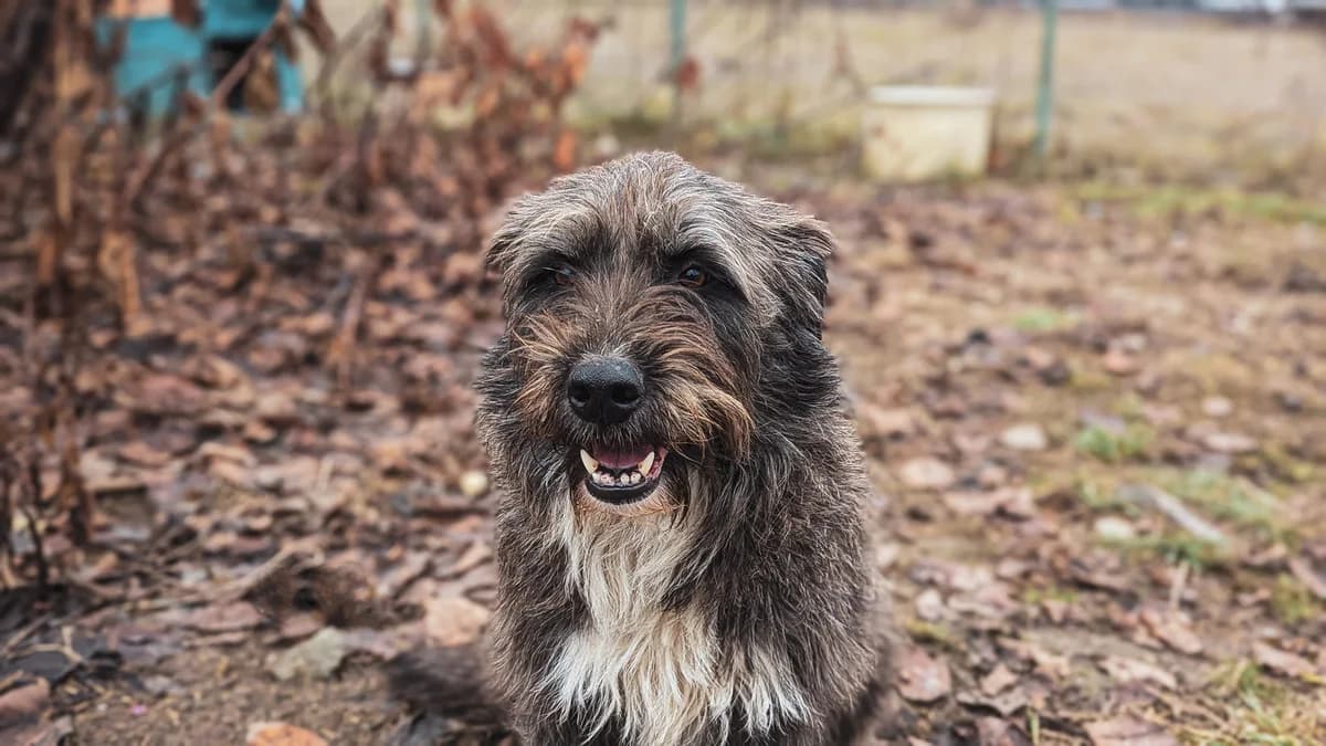 Hanni, female 4yo Mixed Breed for adoption at Ein Herz für Streuner e.V., München