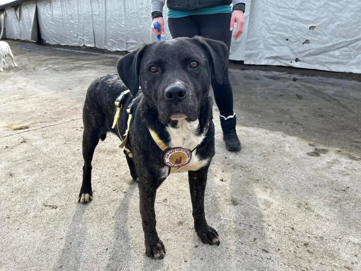 Hanni, weiß female 6yo Mixed Breed for adoption at Ein Herz für Streuner e.V., München