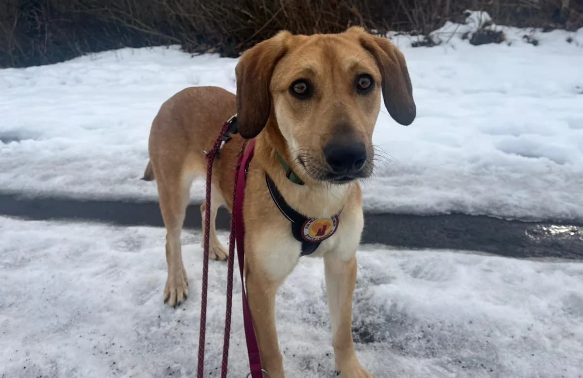 Hanni, female young Mixed Breed for adoption at Ein Herz für Streuner e.V., München