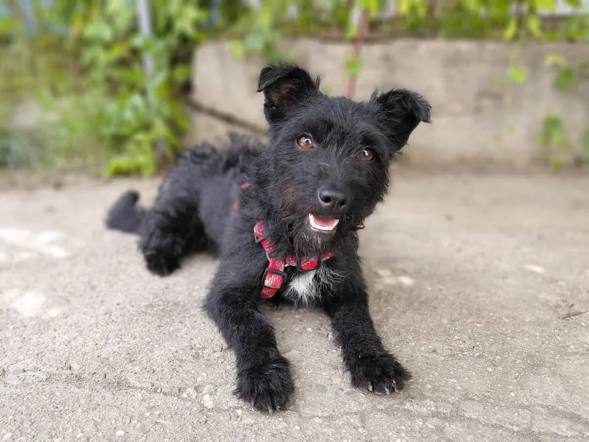 Hanni, female young Mixed Breed for adoption at Ein Herz für Streuner e.V., München