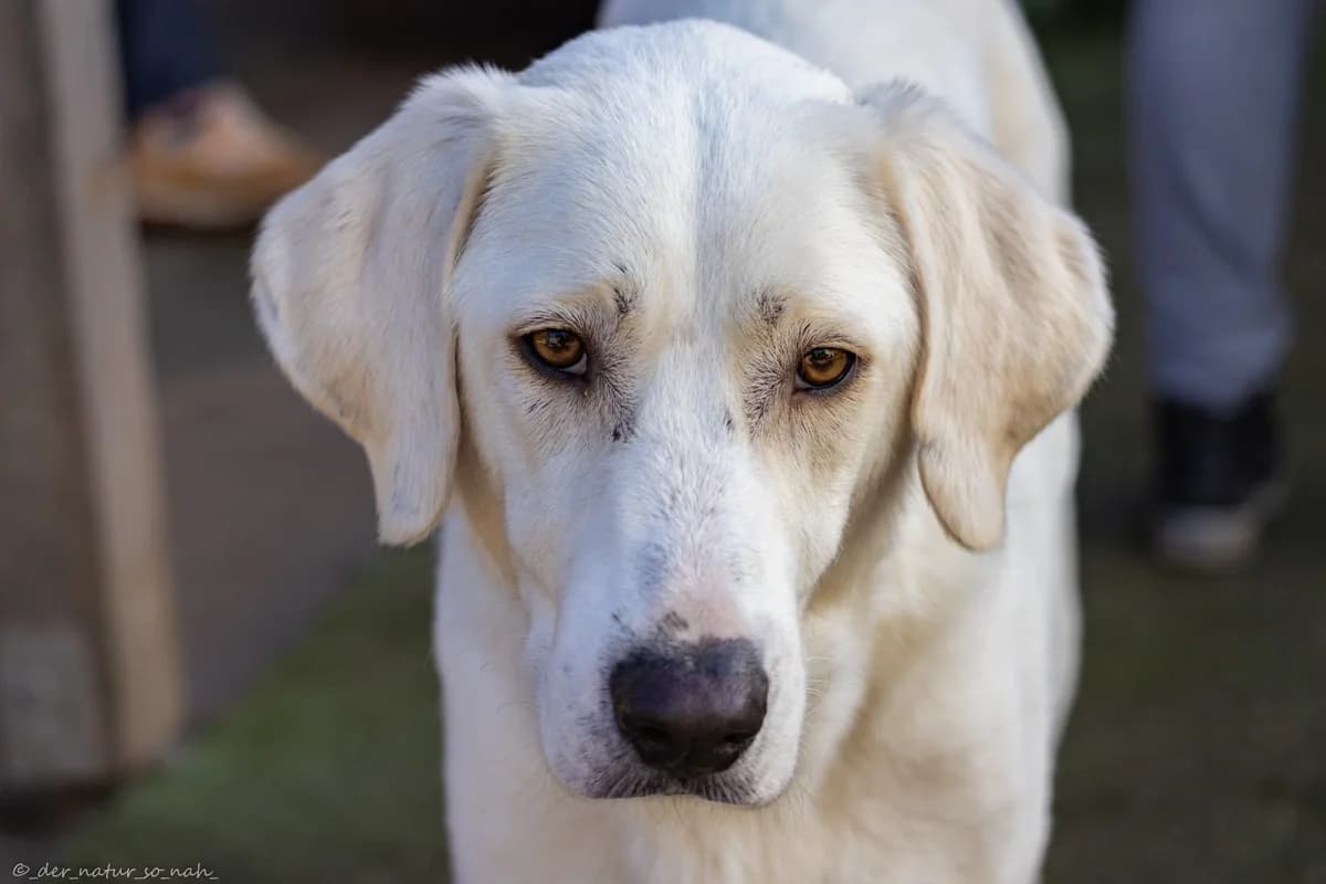 Hanno, male young Mixed Breed for adoption at Ein Herz für Streuner e.V., München