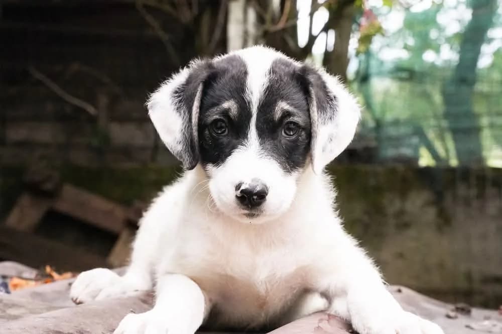 Hanno, male puppy Mixed Breed for adoption at Ein Herz für Streuner e.V., München