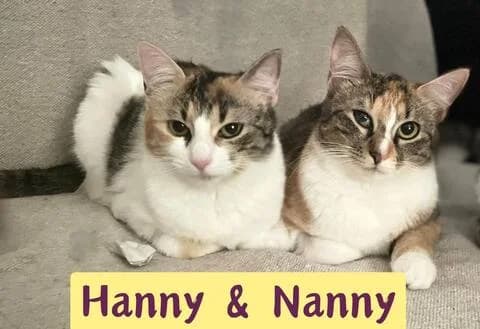 Hanny&Nanny, female puppy Mixed Breed for adoption at Ein Herz für Streuner e.V., München