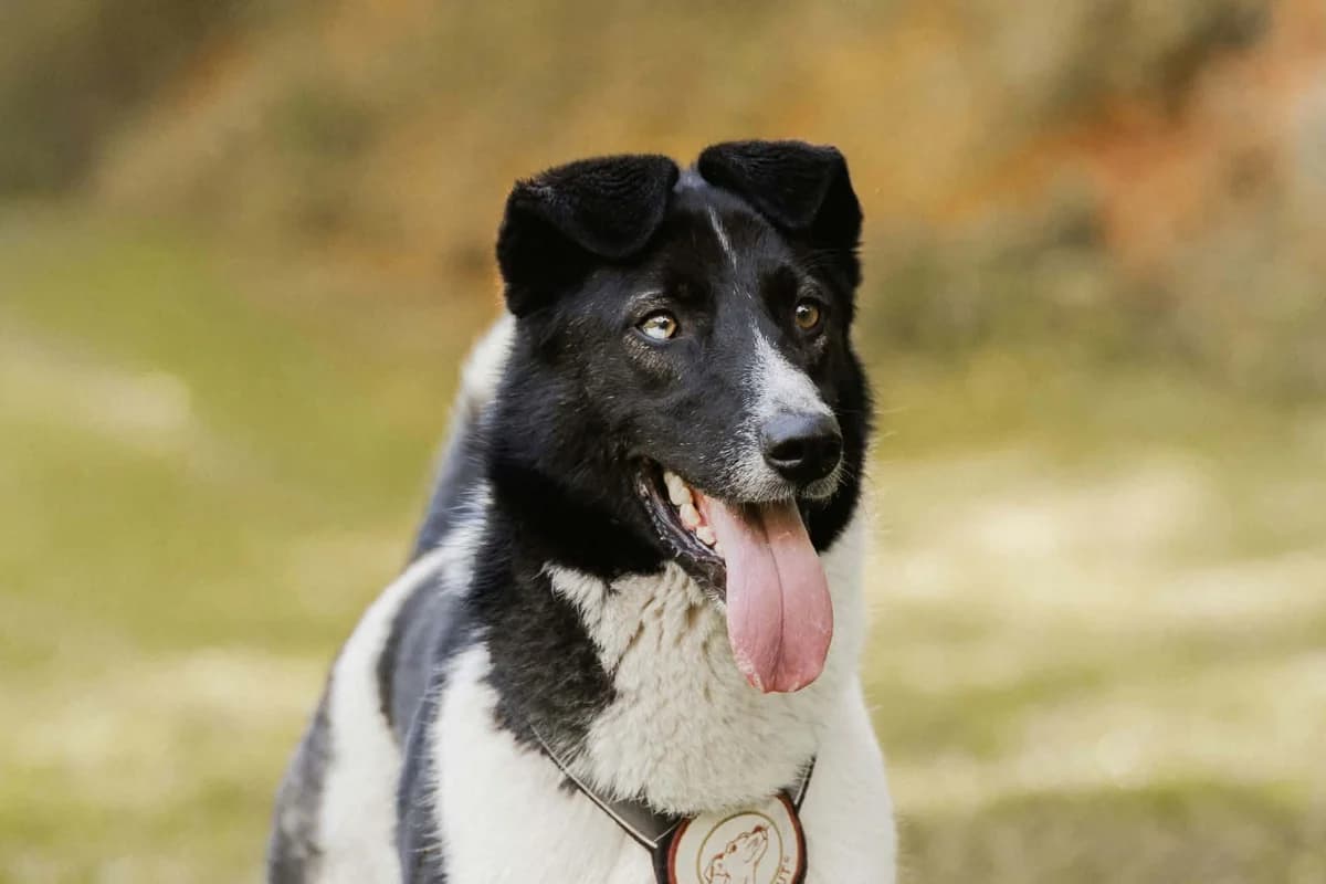 Hans, male 3yo Mixed Breed for adoption at Ein Herz für Streuner e.V., München
