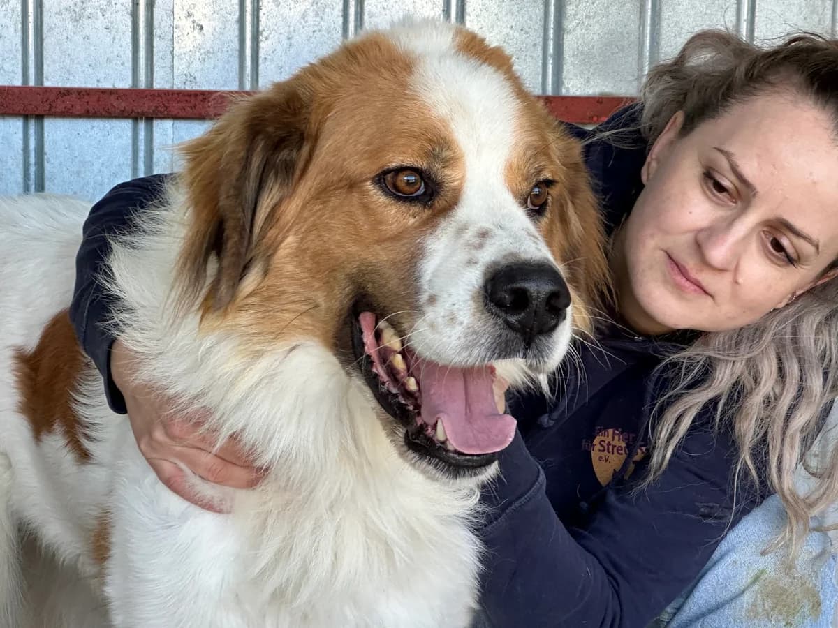 Hansi, male 5yo Mixed Breed for adoption at Ein Herz für Streuner e.V., München