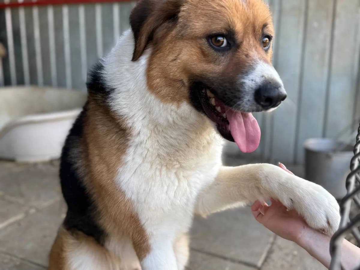 Hansi, male 3yo Mixed Breed for adoption at Ein Herz für Streuner e.V., München