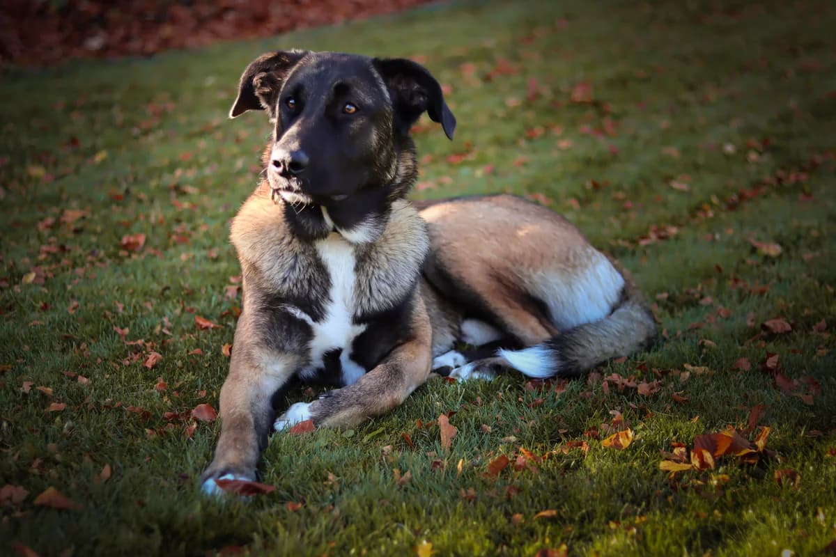 HAPE, jetzt AIKO, male young Mixed Breed for adoption at Ein Herz für Streuner e.V., München
