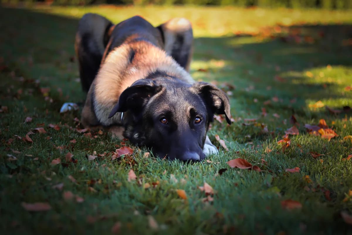 HAPE, jetzt AIKO, male young Mixed Breed for adoption at Ein Herz für Streuner e.V., München