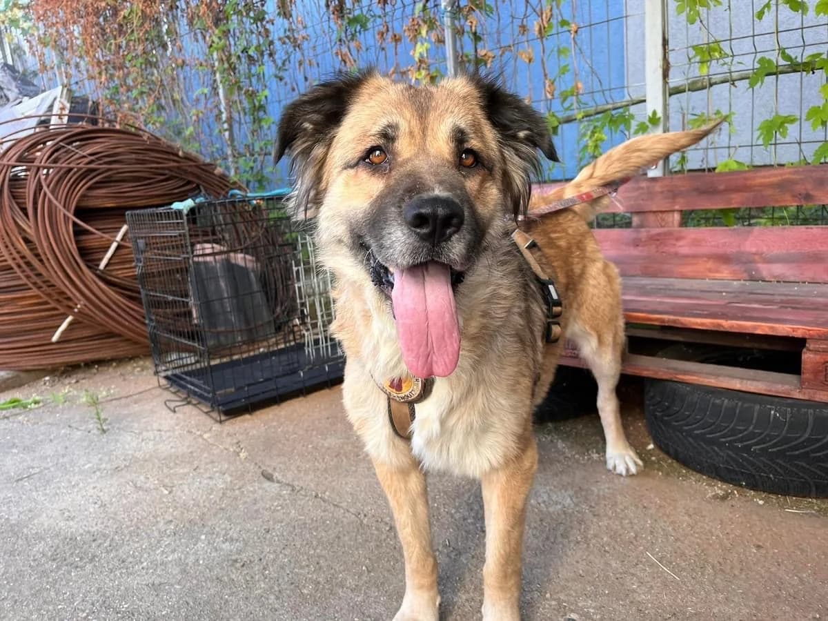 Happy, female 7yo Mixed Breed for adoption at Ein Herz für Streuner e.V., München