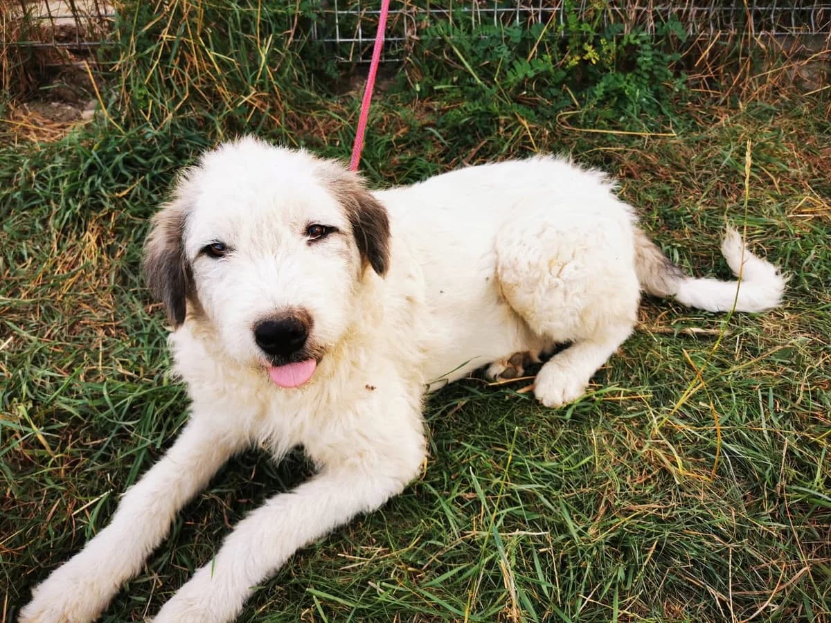 Happy, female 5yo Mixed Breed for adoption at Ein Herz für Streuner e.V., München